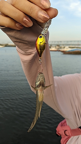 マハゼの釣果