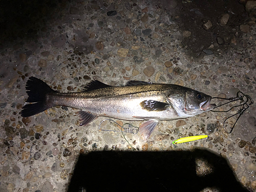 シーバスの釣果