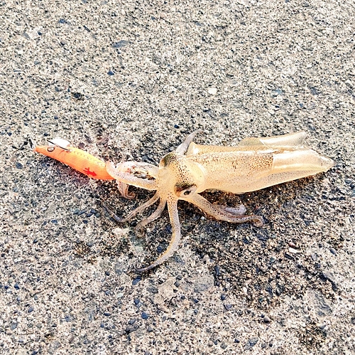 マメイカの釣果