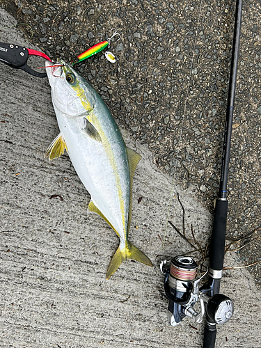 ハマチの釣果