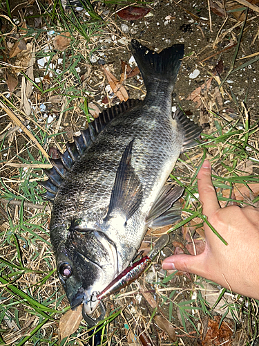 クロダイの釣果