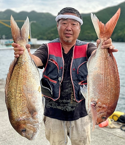 マダイの釣果