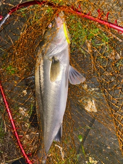 セイゴ（マルスズキ）の釣果