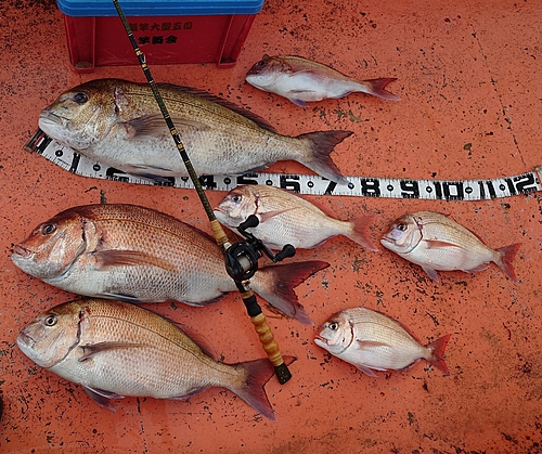 チダイの釣果