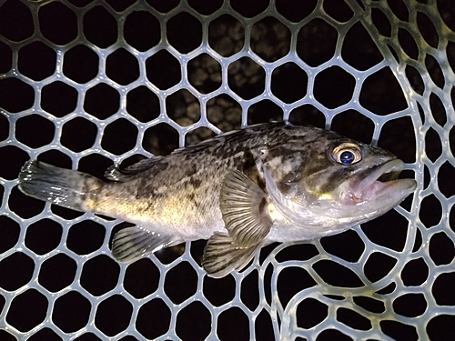 クロソイの釣果