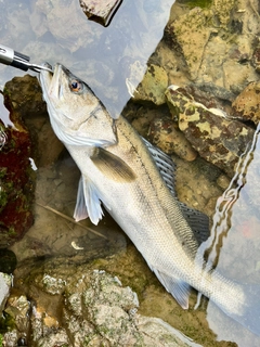 スズキの釣果