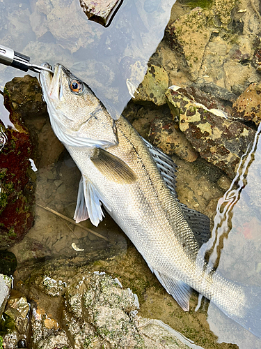 スズキの釣果