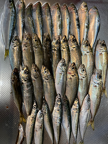 アジの釣果