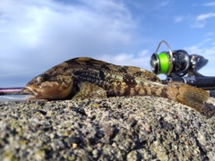 アイナメの釣果