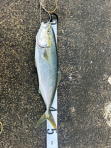 イナダの釣果