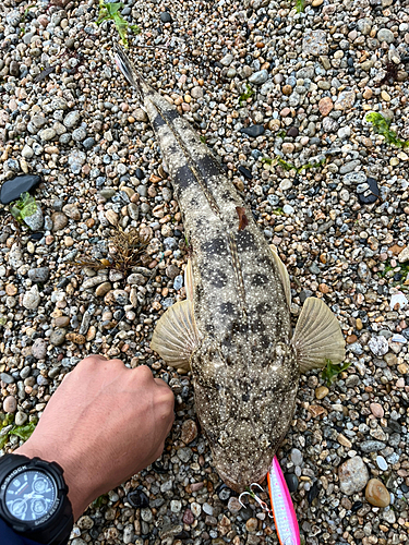 マゴチの釣果