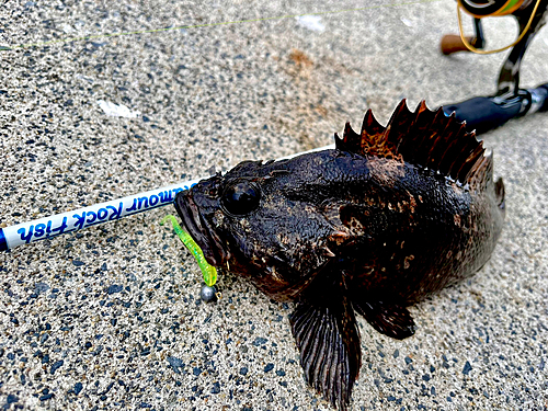 ムラソイの釣果