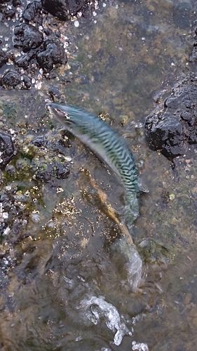 マサバの釣果