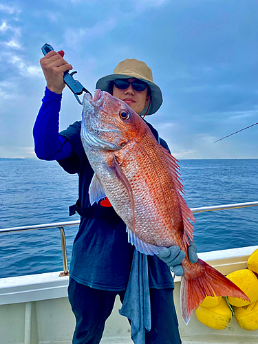 マダイの釣果