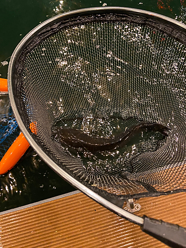 コイの釣果