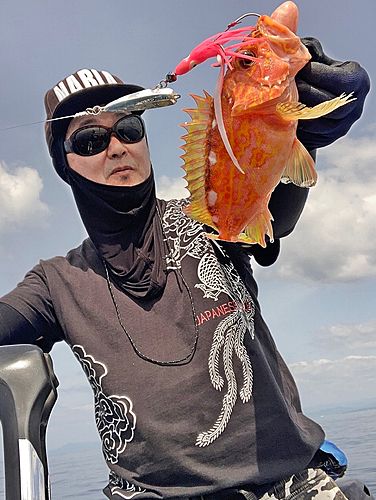 アヤメカサゴの釣果