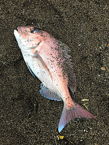 タイの釣果