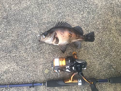 メバルの釣果