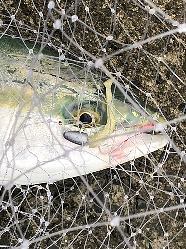 ハマチの釣果