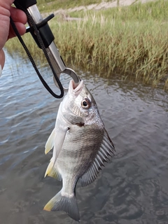 キビレの釣果