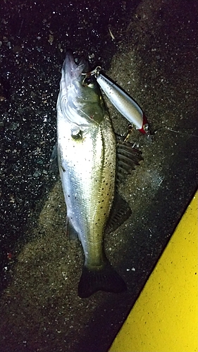 シーバスの釣果