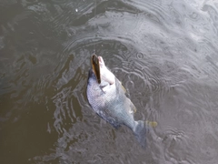 キビレの釣果