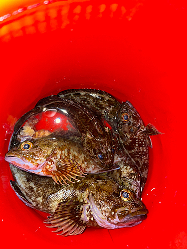 カサゴの釣果