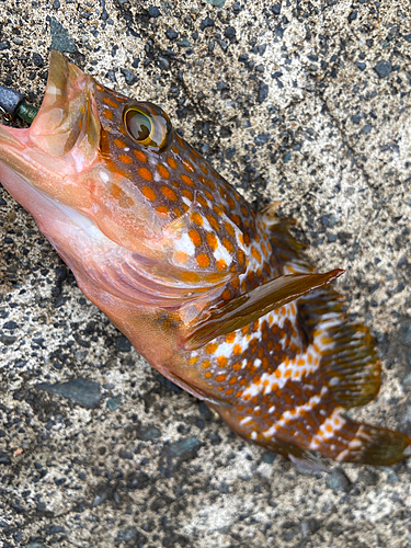 キジハタの釣果