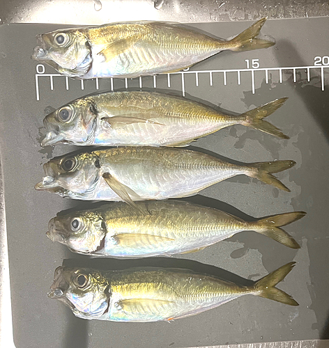 アジの釣果