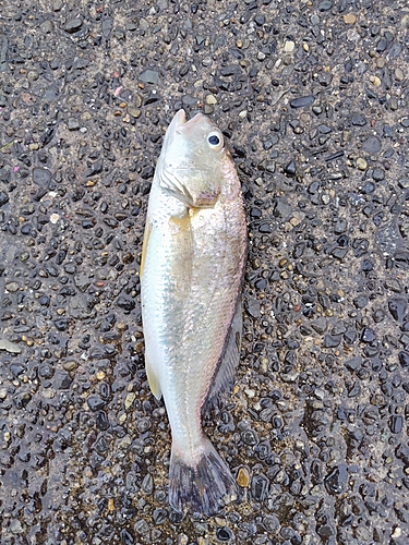 イシモチの釣果