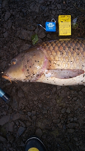 コイの釣果