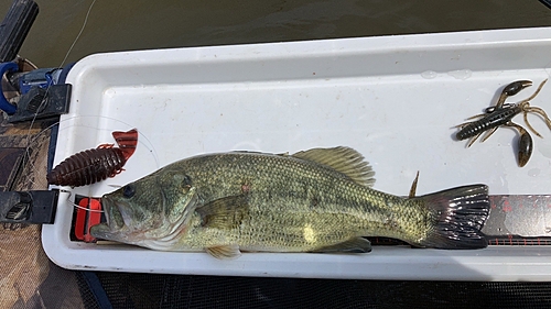 ラージマウスバスの釣果