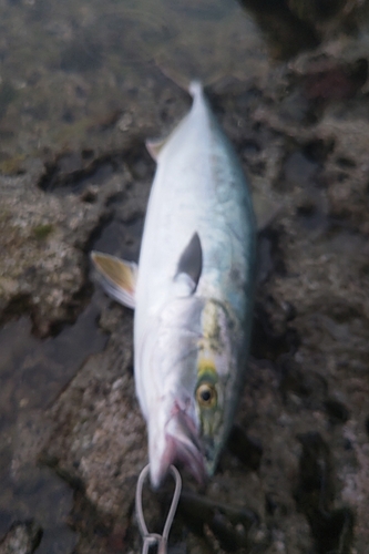 ブリの釣果