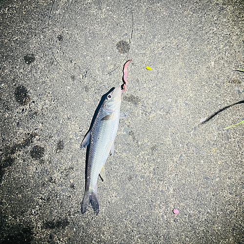 ニゴイの釣果