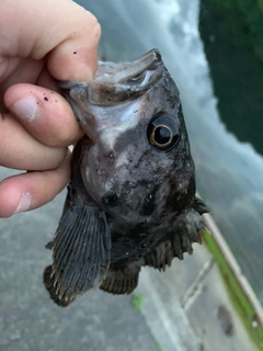 クロソイの釣果