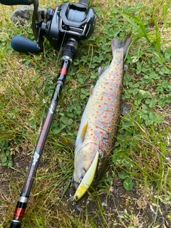 アマゴの釣果