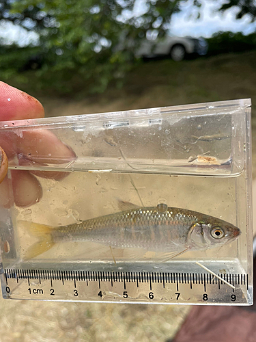 オイカワの釣果