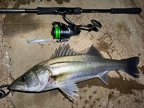 シーバスの釣果