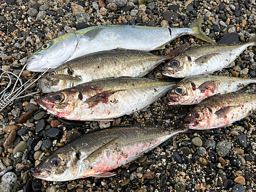 イナダの釣果