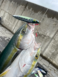 ハマチの釣果