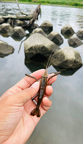 テナガエビの釣果