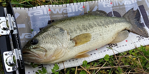 ブラックバスの釣果