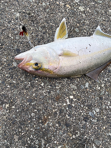 ショゴの釣果