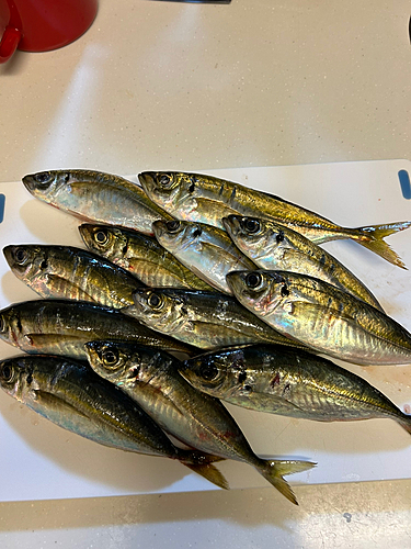 アジの釣果