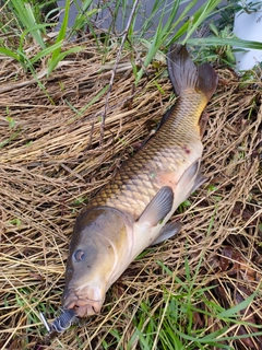 コイの釣果