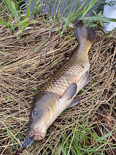 コイの釣果