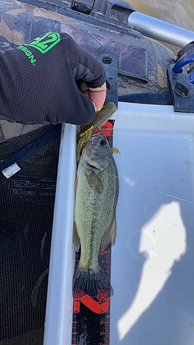 ラージマウスバスの釣果