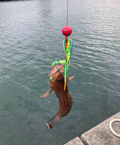 オオモンハタの釣果