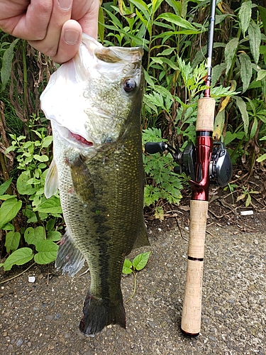 ラージマウスバスの釣果