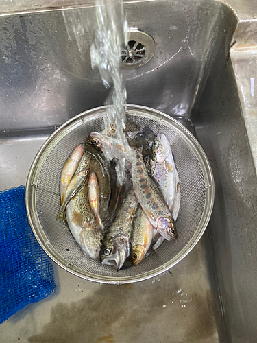 タイの釣果